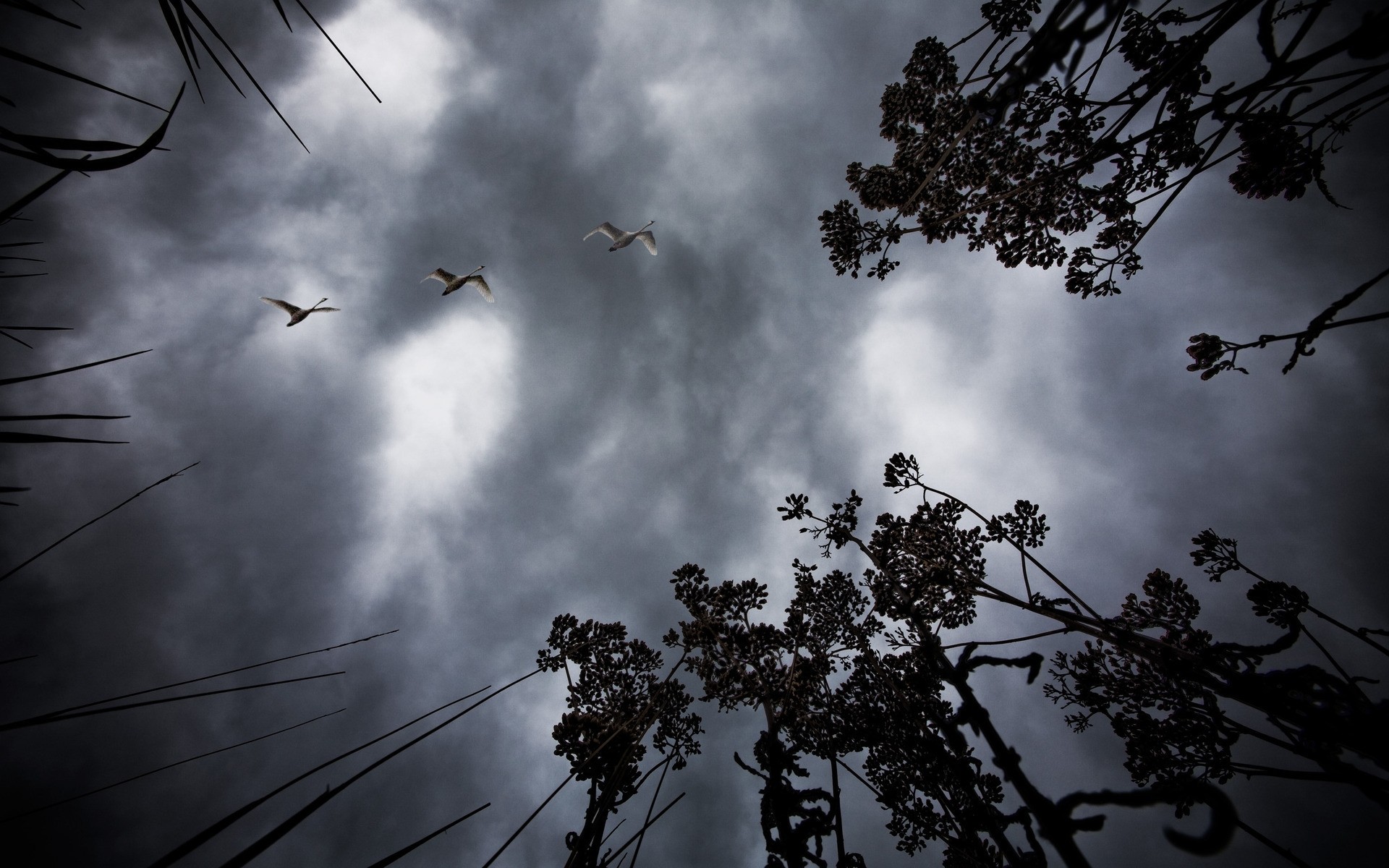 paesaggio albero silhouette cielo luce natura in bianco e nero sole uccello paesaggio legno foglia alba arte astratto alberi uccelli sfondo nero