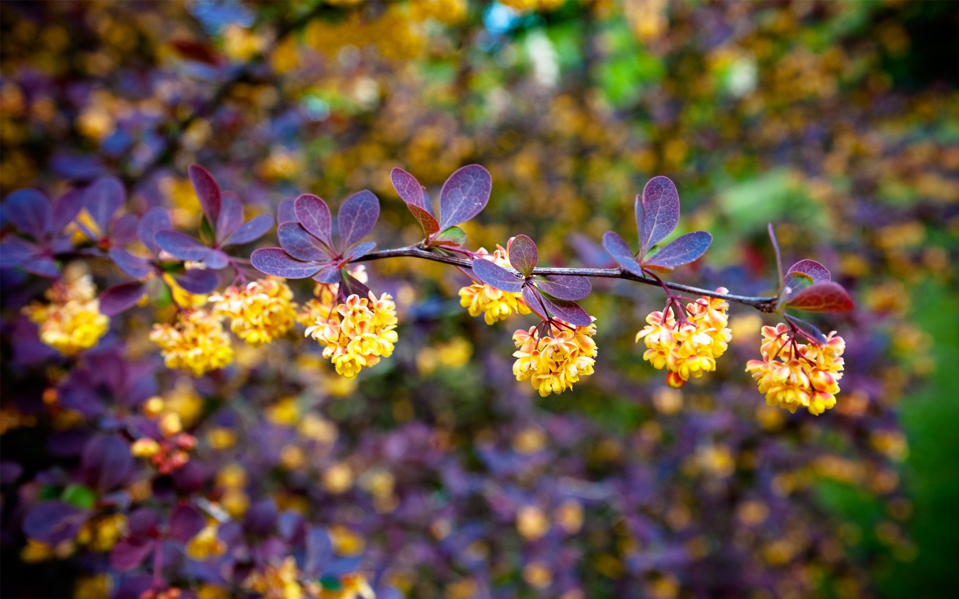 fleurs fleur nature flore jardin feuille couleur floral bluming branche gros plan à l extérieur pétale été parc lumineux saison arbre croissance belle