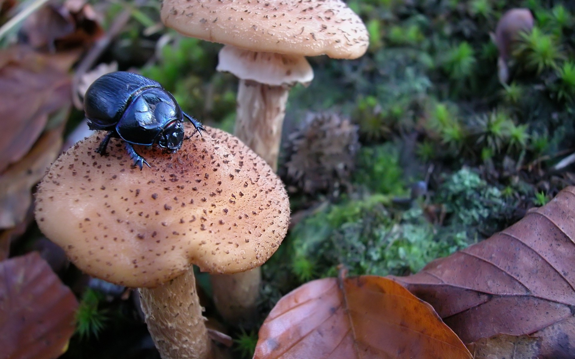 insetos fungo fungo outono natureza comida madeira boleto cogumelo comestível ao ar livre veneno musgo tampa flora vegetal selvagem esporos