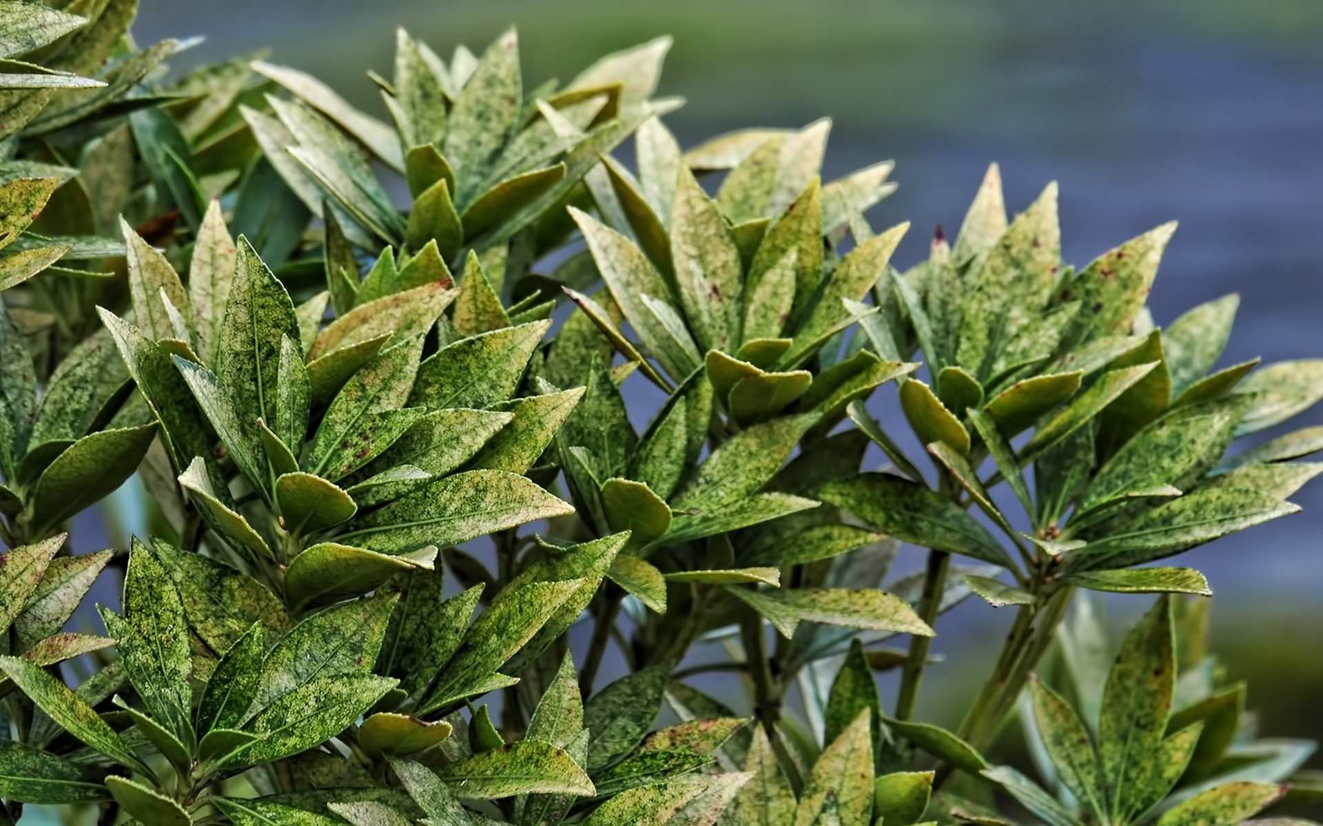 植物 叶 植物群 自然 增长 草本 草 室外 树 食物 农业 特写 分支 庭院 芳香 常绿