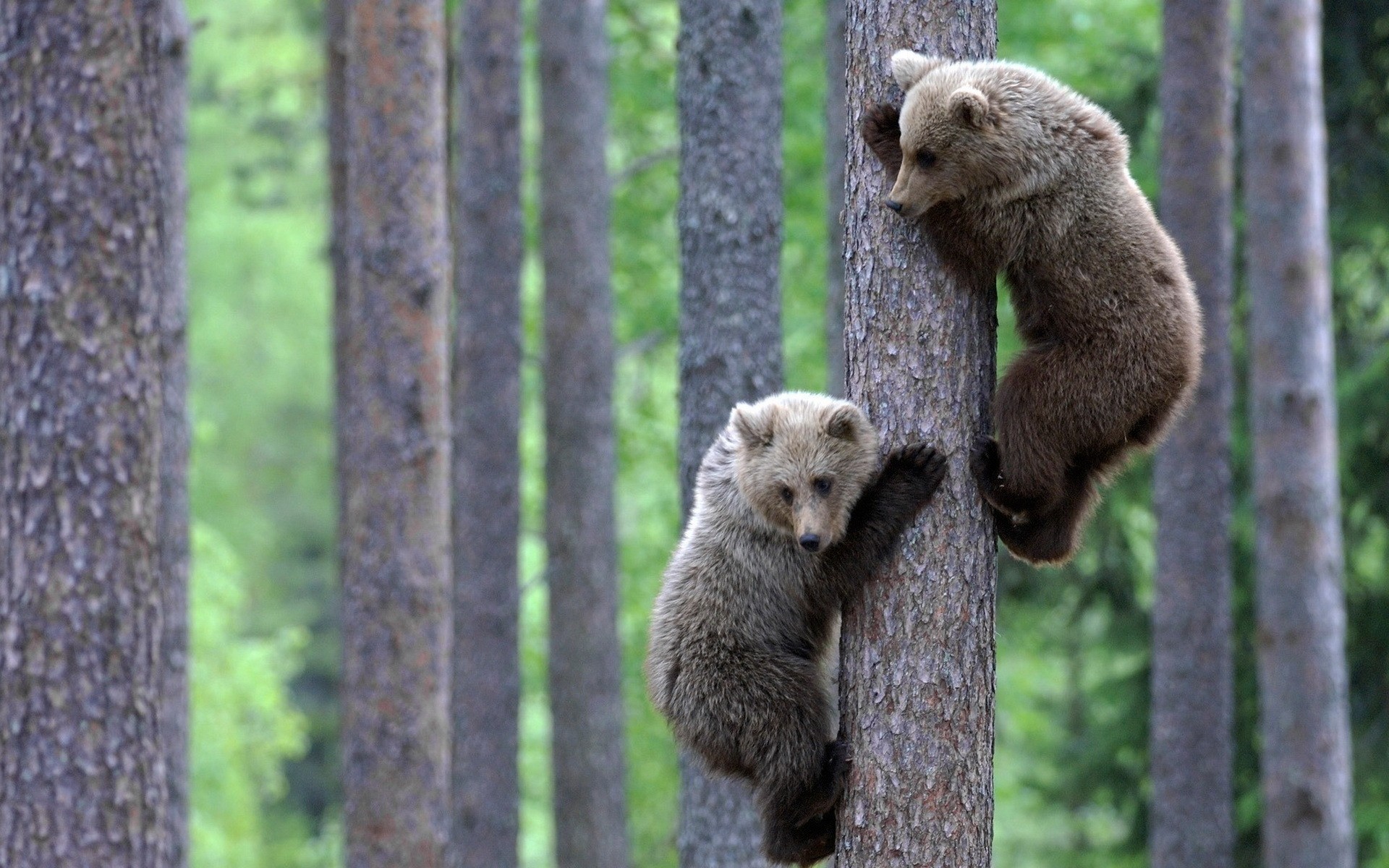 animals wood mammal nature wildlife outdoors tree wild fur bear cub