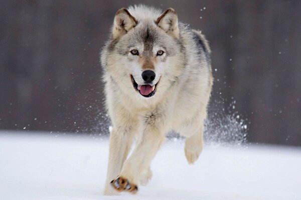 A beautiful man runs through the snow