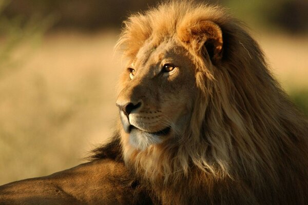 A big Lion in the middle of the savannah