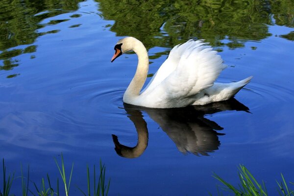 Cisne blanco nadando en un estanque