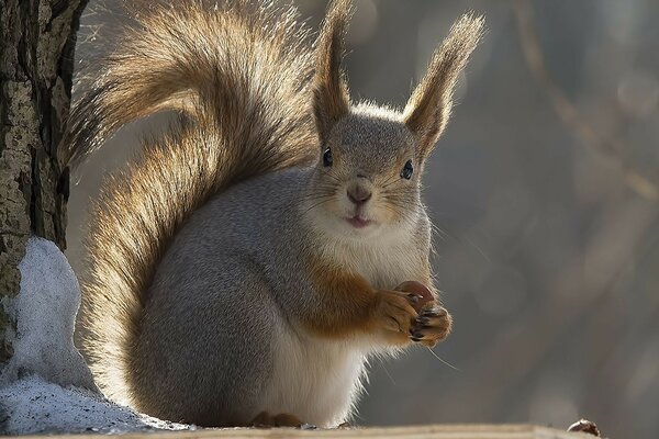 The evil squirrel has noticed you