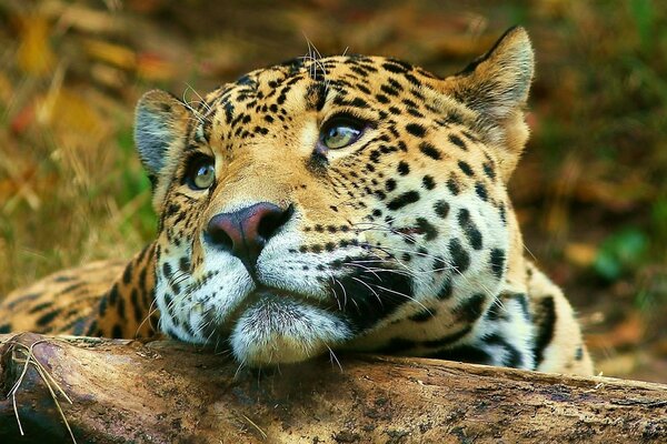 Beaux animaux dans la nature