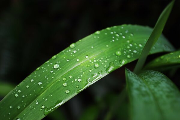 Leaves after rain, dew in all its glory