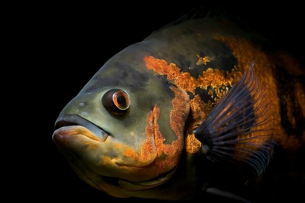 Underwater aquarium swimming of marine fish