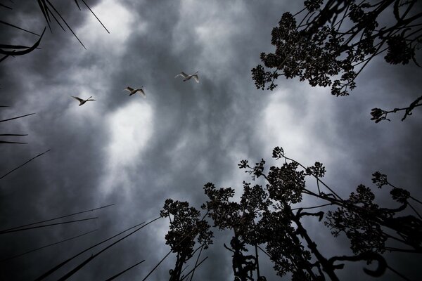 Very gloomy sky in front of graza