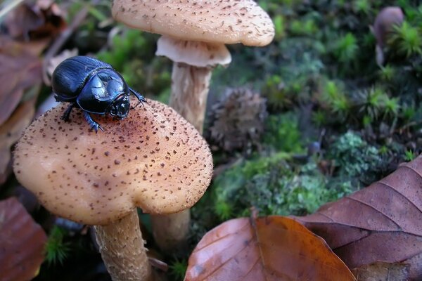 Herbstpilze sind starke Honigpilze