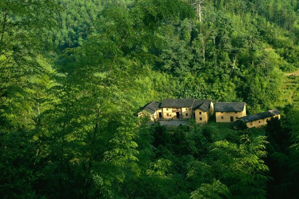 Casas de dos pisos en el fondo del bosque