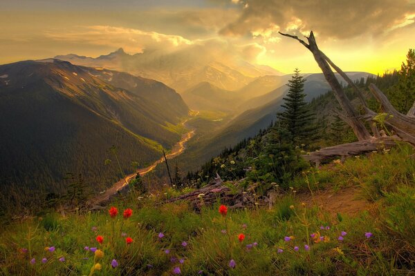 Collines et champs avec de belles fleurs