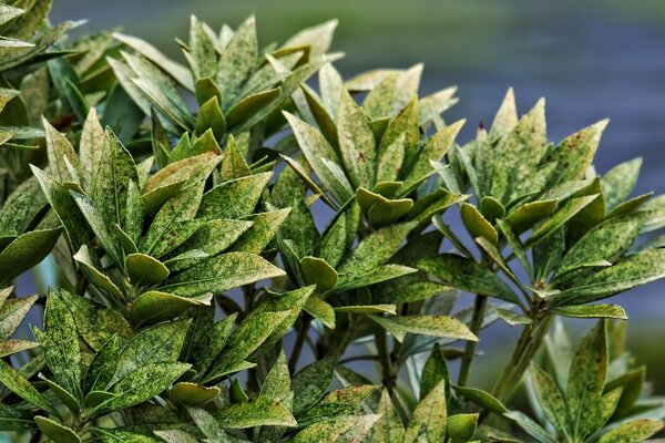 Beautiful green leaves near the lake