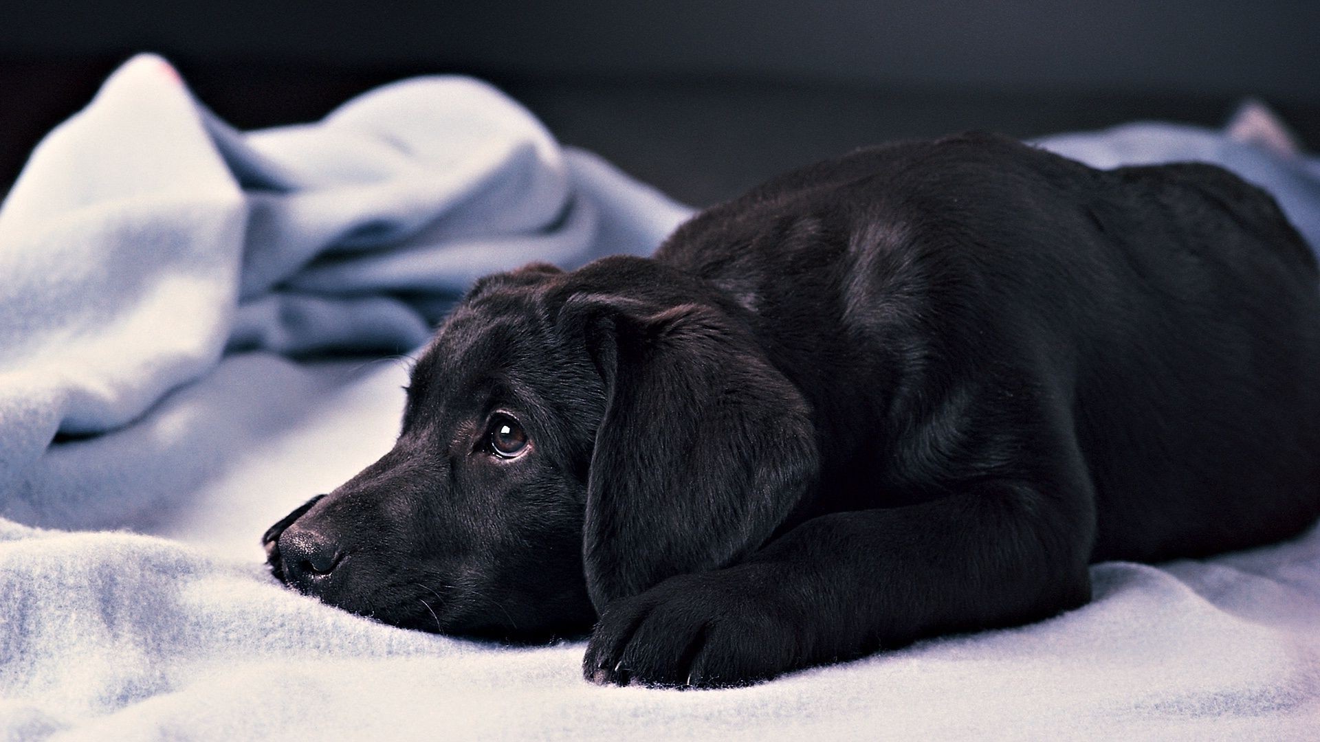 hund hund säugetier tier haustier welpe porträt hundespezialist inländische ein schlaf monochrom