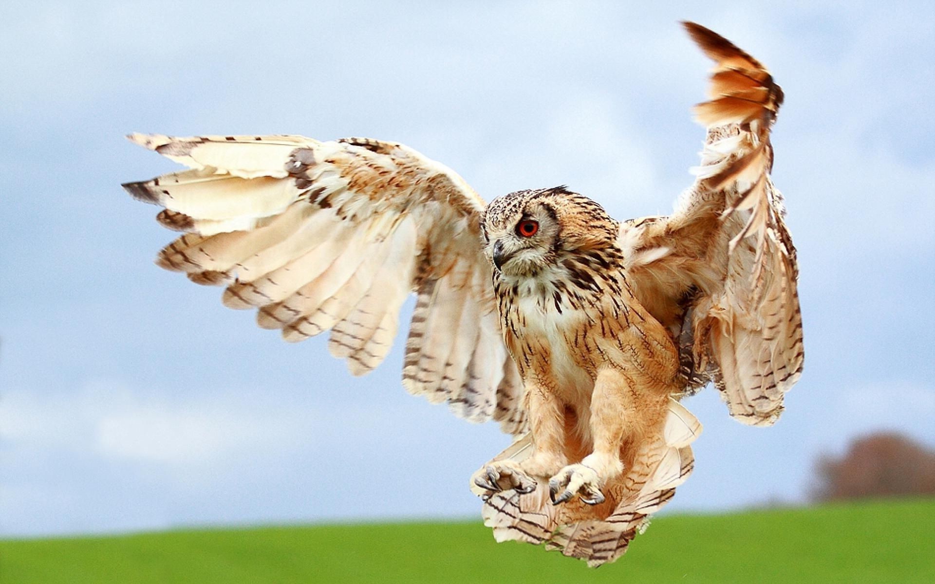 animales aves naturaleza raptor vida silvestre animal al aire libre salvaje búho presa ala