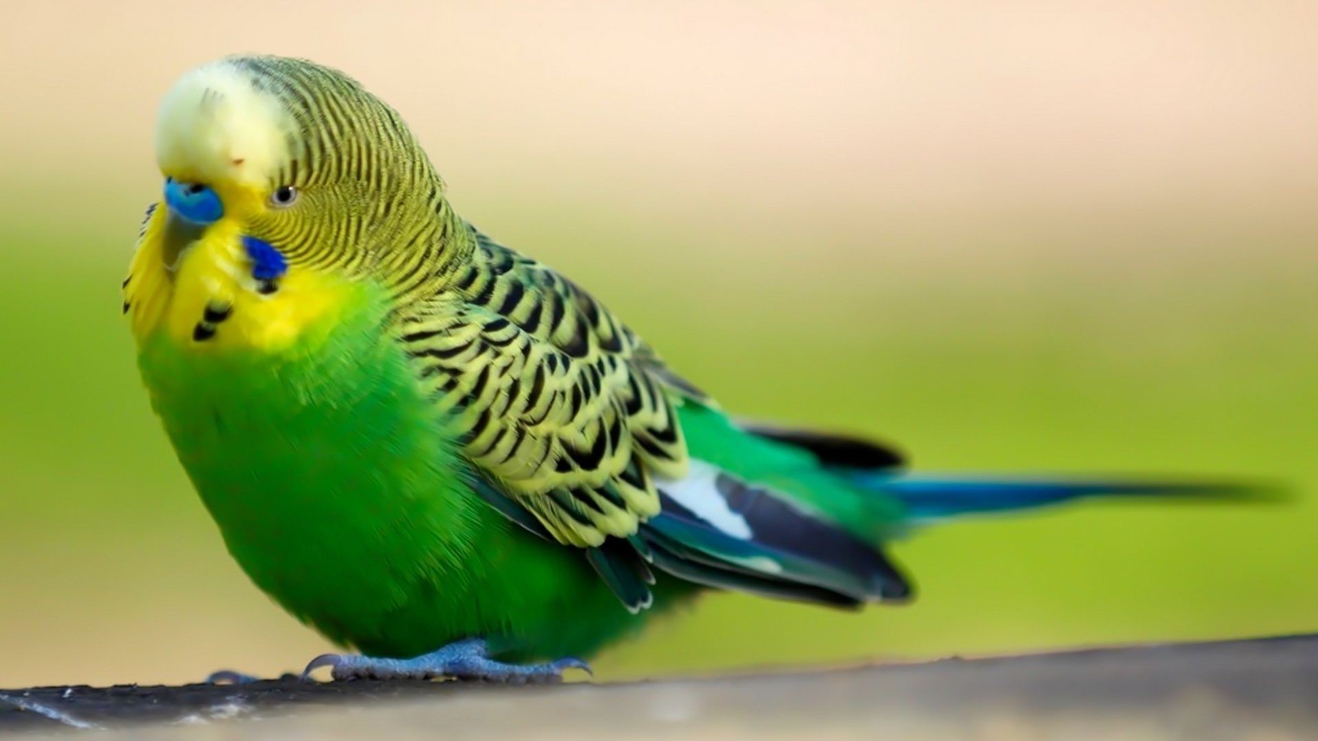 papagei vogel tierwelt natur tier wild tropisch feder schnabel ein flügel