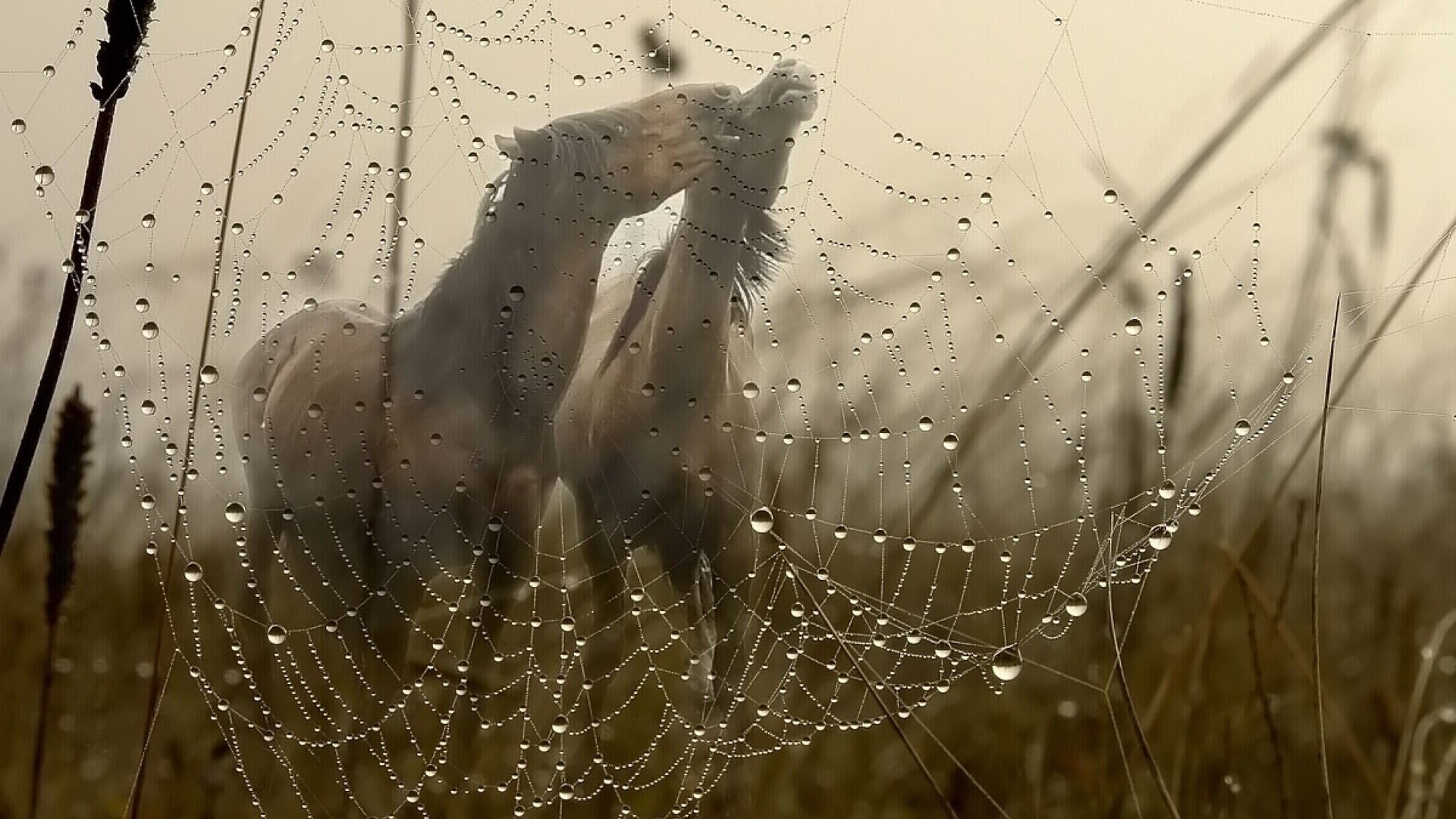 caballo araña telaraña telaraña trampa rocío arácnido web caída naturaleza lluvia peligro amanecer intrincado goteo patrón escritorio resumen mojado