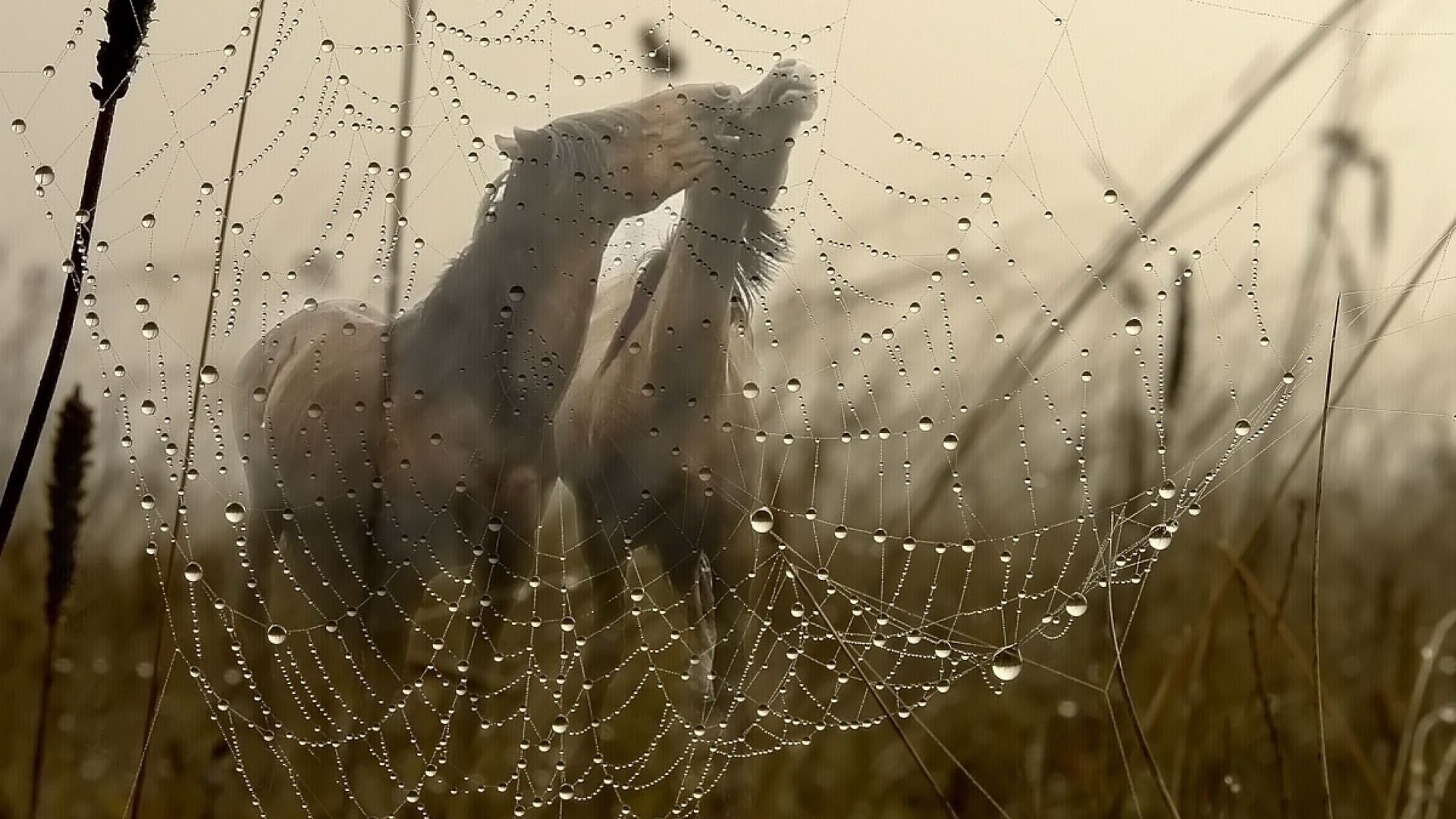 horses spider spiderweb cobweb trap dew arachnid web drop nature rain danger dawn intricacy drip pattern desktop abstract wet