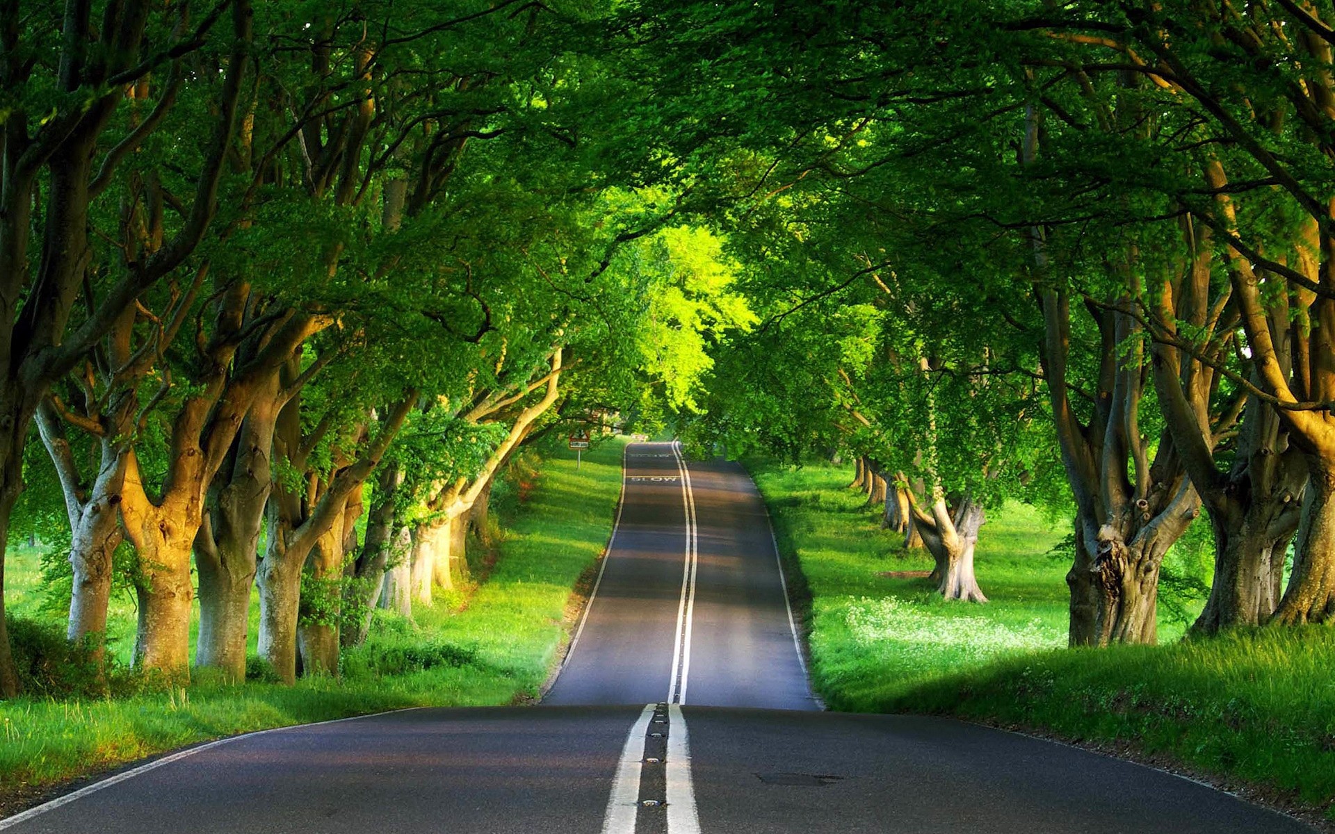 paesaggio strada albero guida legno paesaggio natura foglia vicolo luce parco erba alba all aperto ombra alberi foresta primavera sfondo