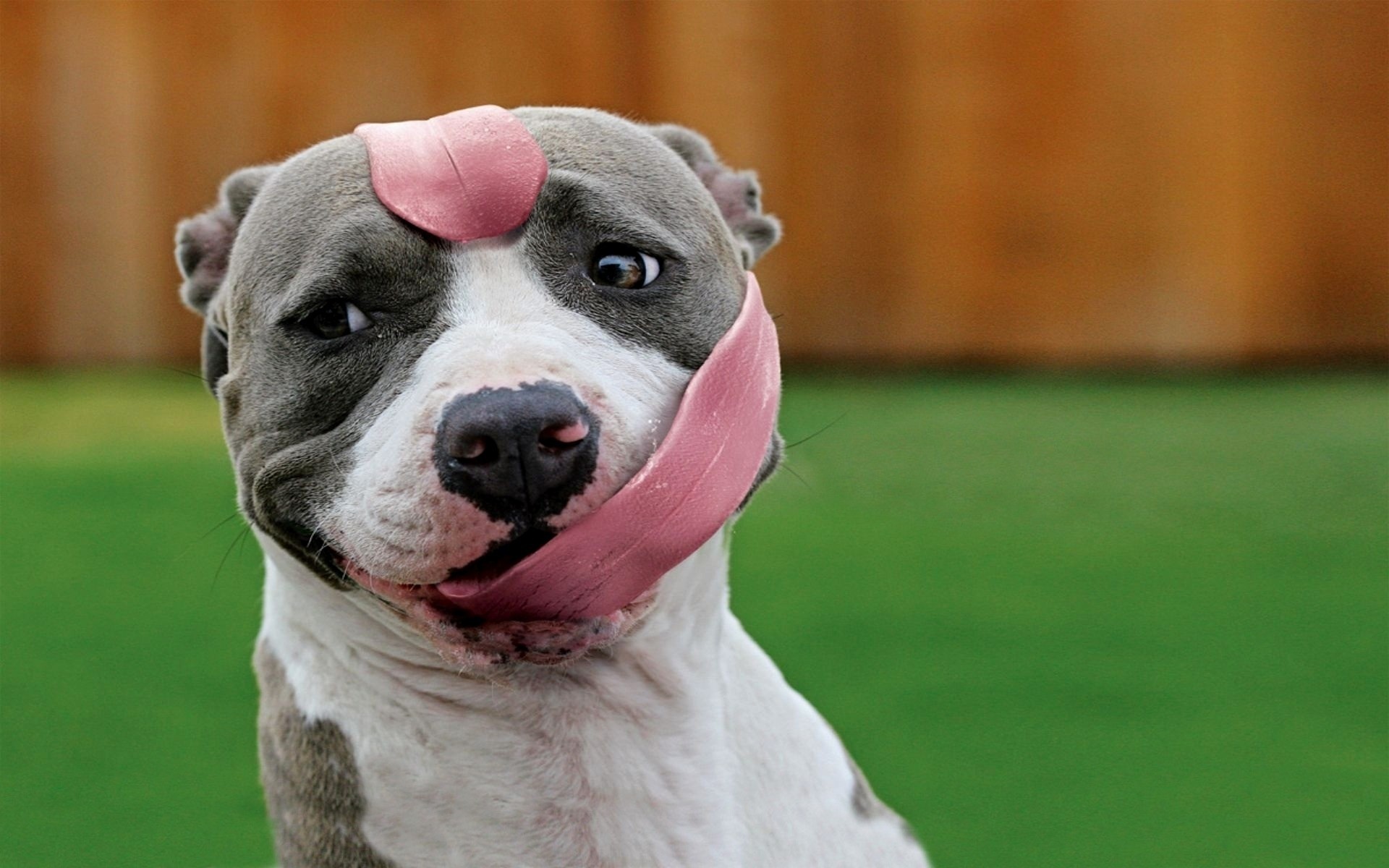 dogs dog portrait mammal animal canine pet cute animals