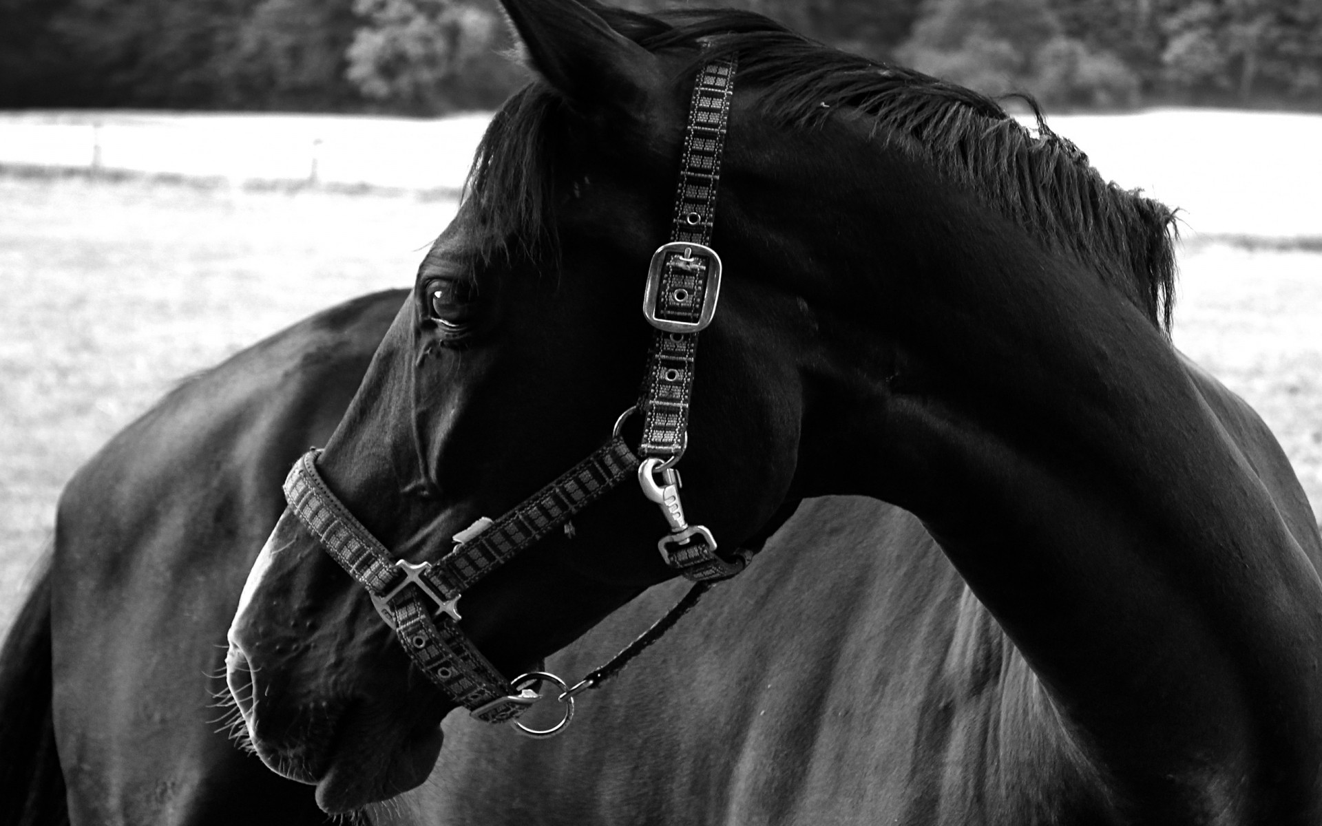 animali monocromatico cavalleria da solo ritratto seduto mammifero mare cavallo adulto donna concorso allevamento di cavalli bianco e nero