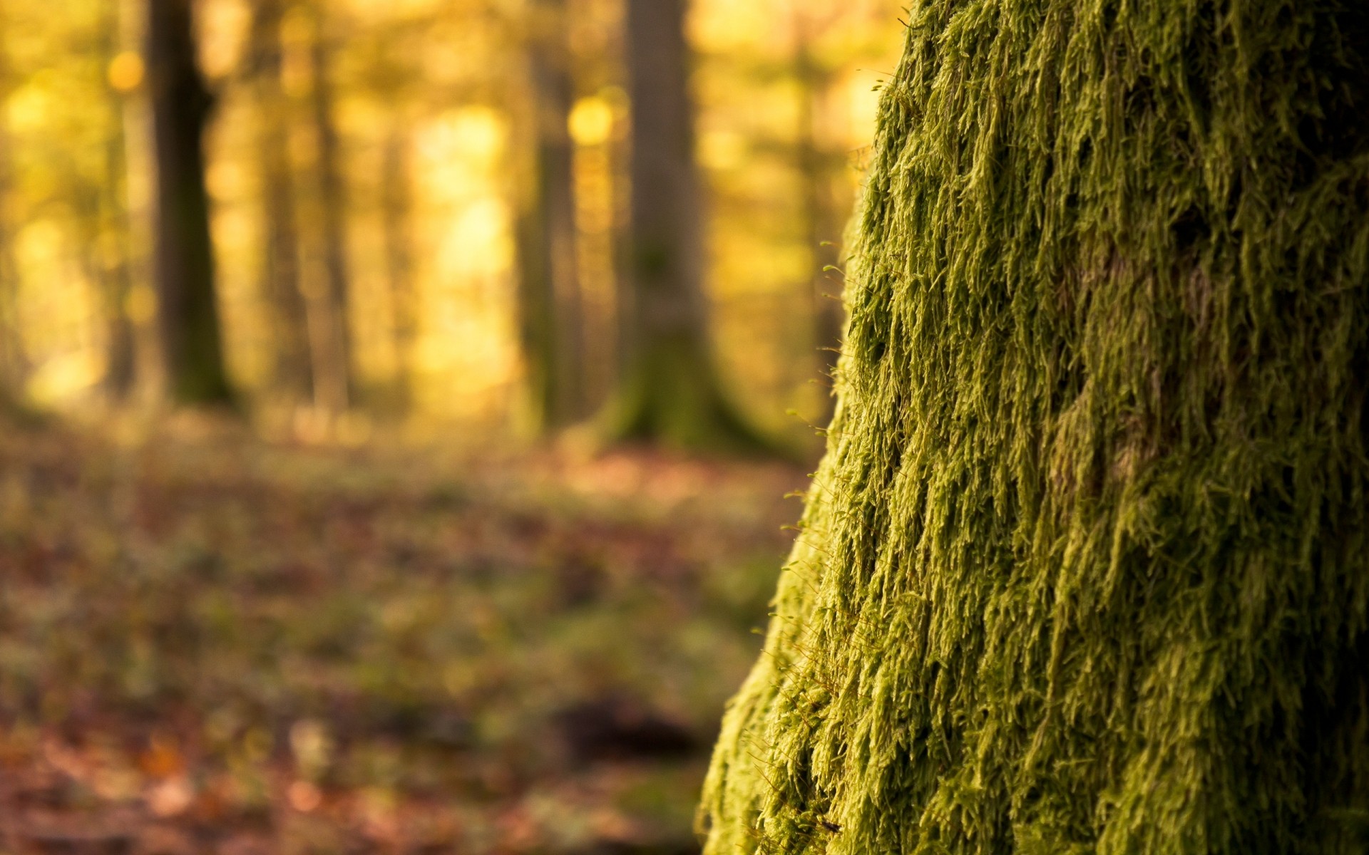 rośliny natura drewno drzewo jesień na zewnątrz mech park liść krajobraz dobra pogoda światło pulpit sezon