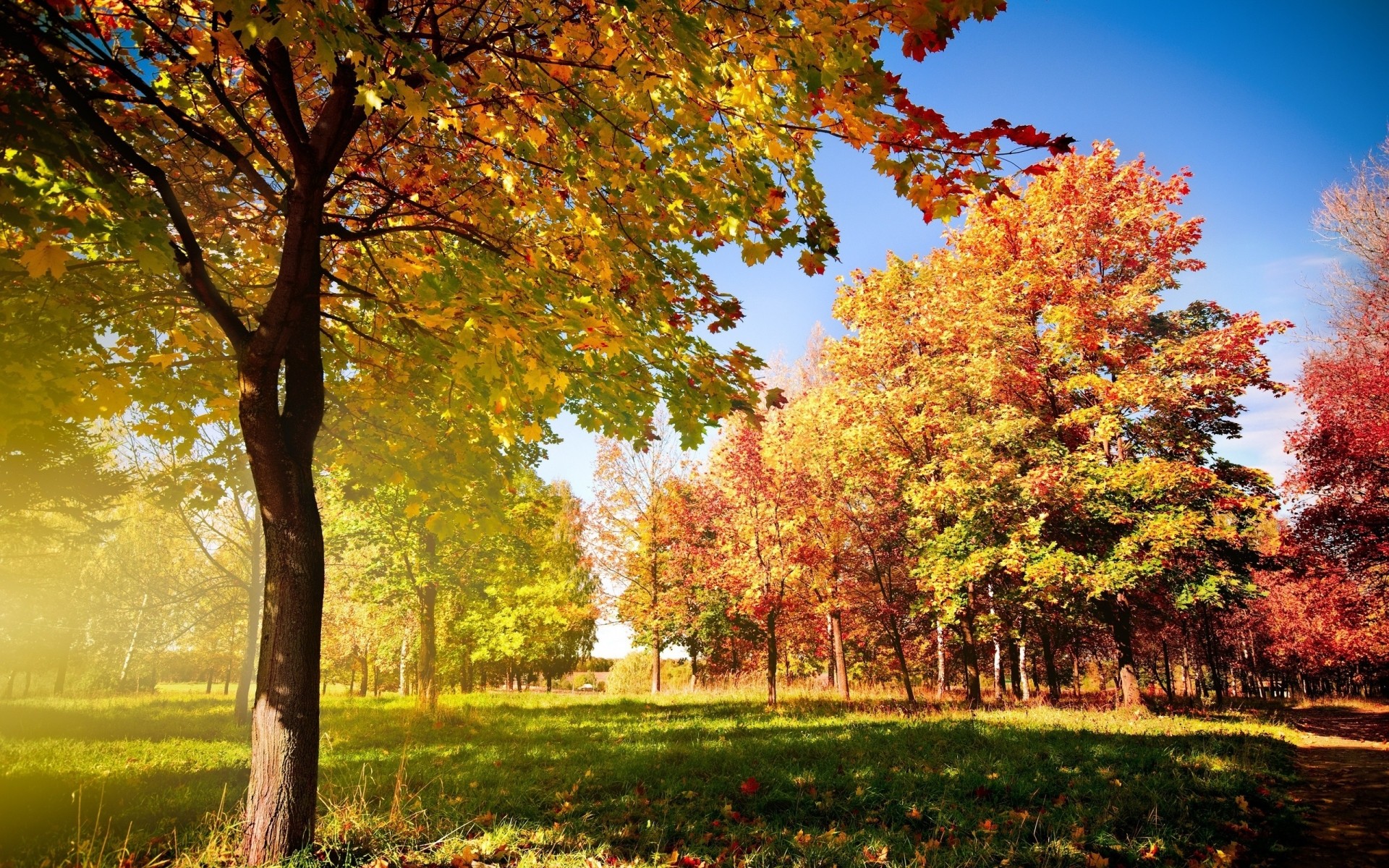 automne automne feuille arbre parc nature paysage saison érable à l extérieur bois beau temps lumineux pittoresque luxuriante soleil campagne fond vue arbres