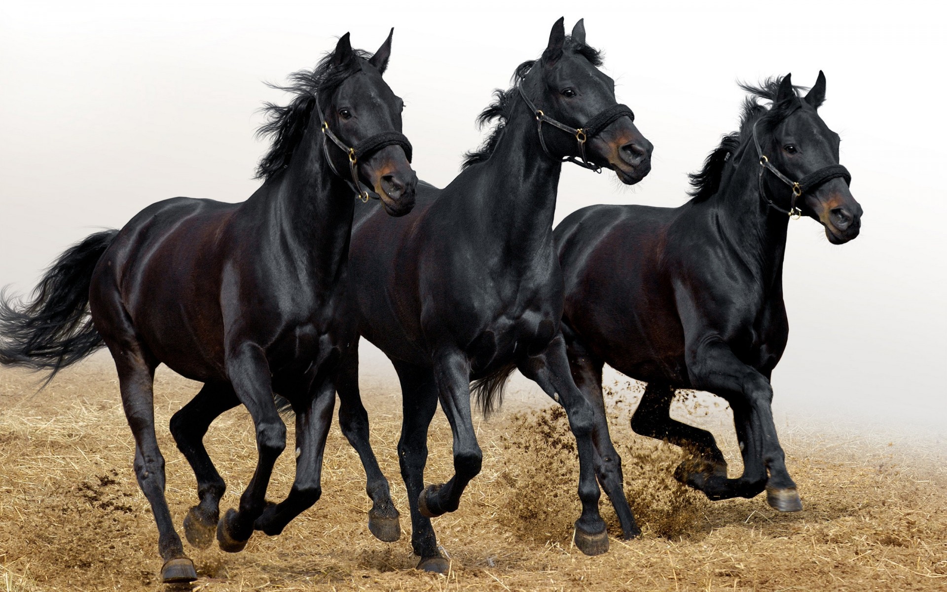 animales caballo mamífero ecuestre cría de caballos caballería mare semental pura sangre granja corredor mane skoco animal acción sentado pasto dos animales vivos rápido carrera caballos