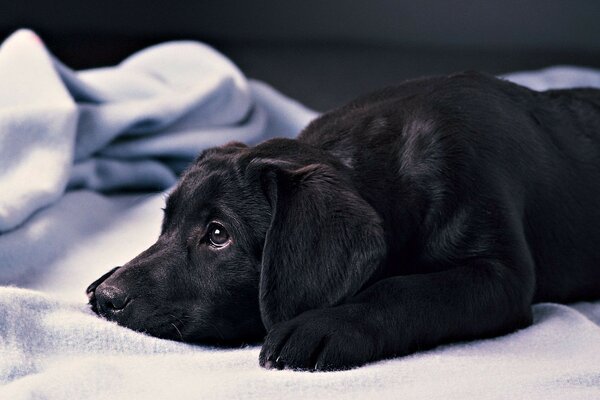 Schwarzer Hund liegt auf dem Bett