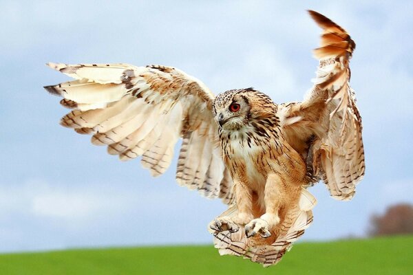 Uccello della fauna selvatica