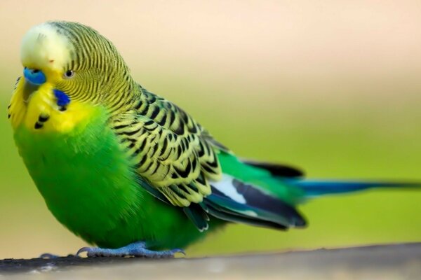 Зелений домашній папуга Кеша