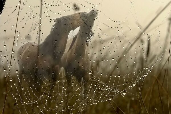 Horses can be seen through the cobwebs