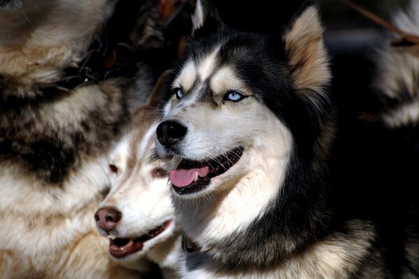 Beautiful dogs bask in the sun