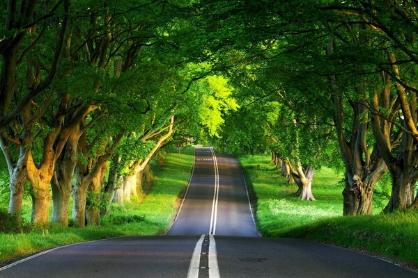 La route du bonheur et de la beauté