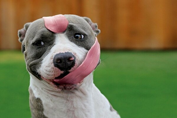 Netter Hund hat sich mit der Zunge umwickelt