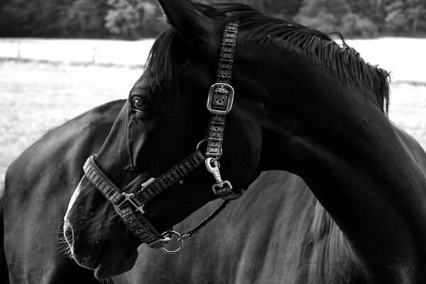 Cavallo foto in bianco e nero