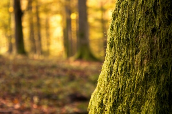 Arbre avec de la mousse dans la forêt merveilleuse