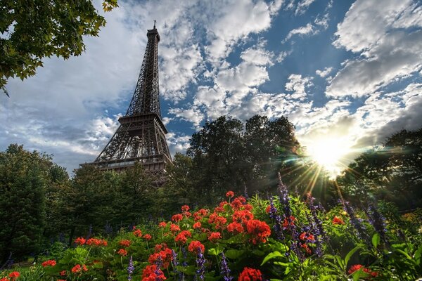 Eiffel Tower on the flower Meadow