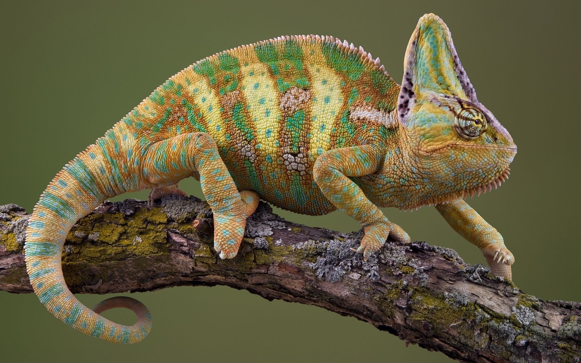 reptiles and frogs lizard reptile wildlife chameleon animal nature dragon zoo tree wild color pet one vertebrate scale