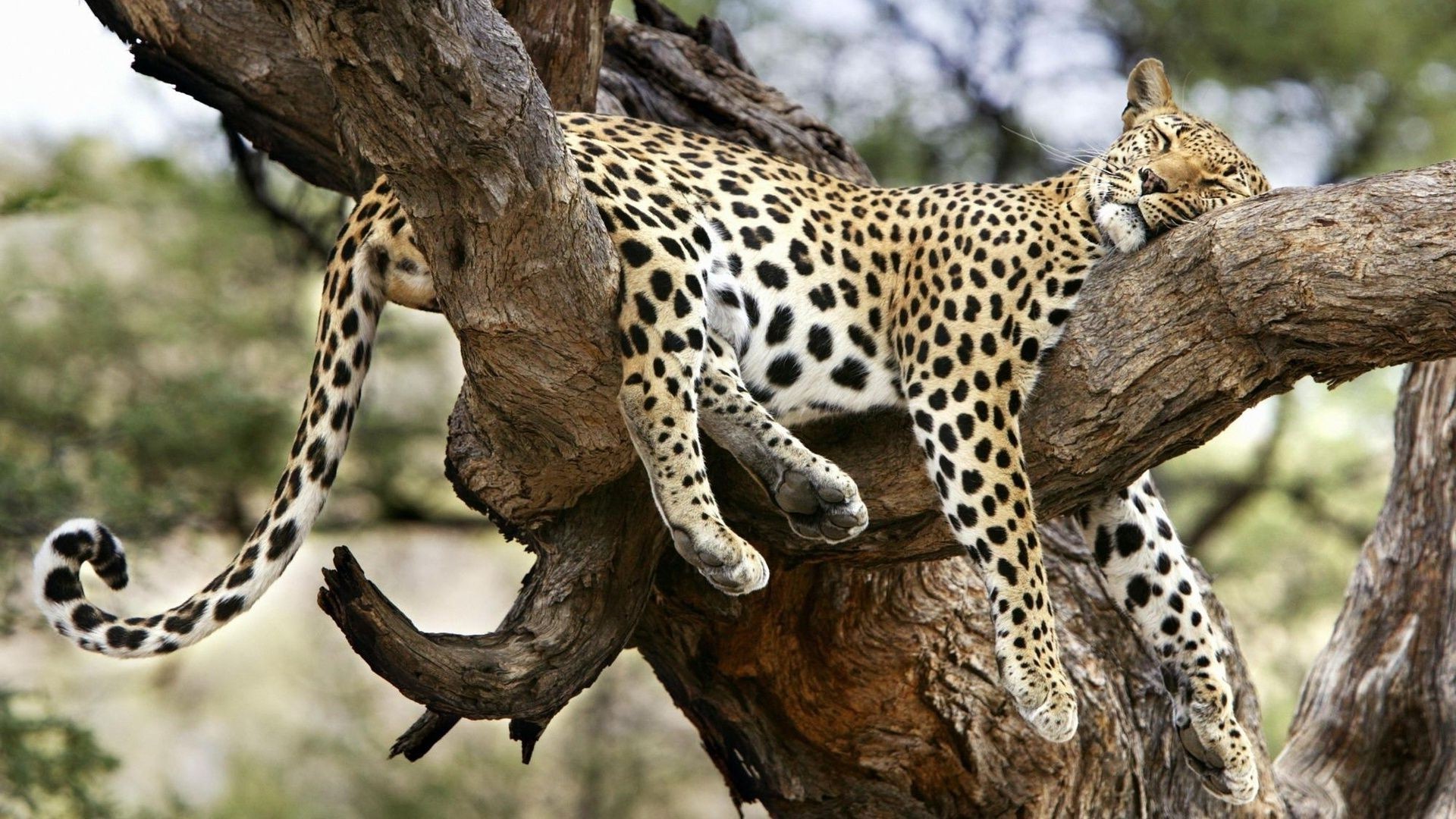 leoparlar yaban hayatı doğa memeli vahşi hayvan safari kedi yırtıcı hayvan açık havada hayvanat bahçesi