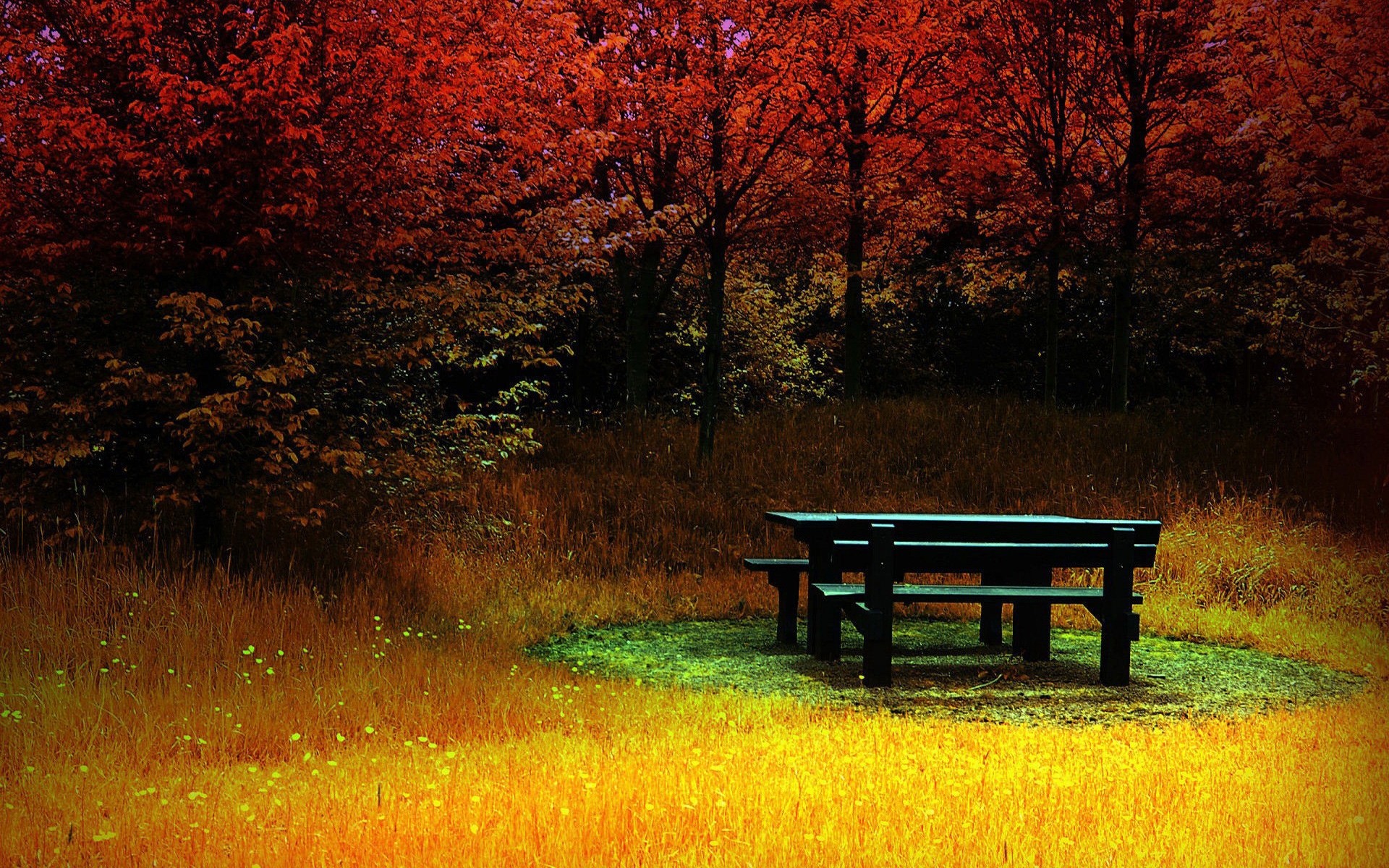 autunno autunno panchina albero paesaggio alba legno parco natura foglia all aperto sfondo paesaggio