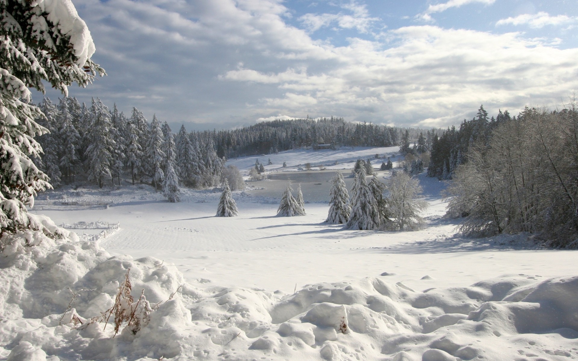 inverno neve freddo ghiaccio gelo congelato paesaggio montagna tempo legno albero scenico gelido nevoso bufera di neve cumulo di neve collina alberi paesaggio natura