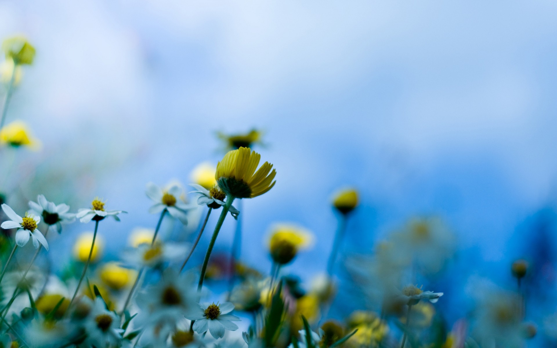 fleurs nature fleur été champ flou beau temps croissance herbe flore soleil foin lumineux feuille jardin couleur marguerites à l extérieur