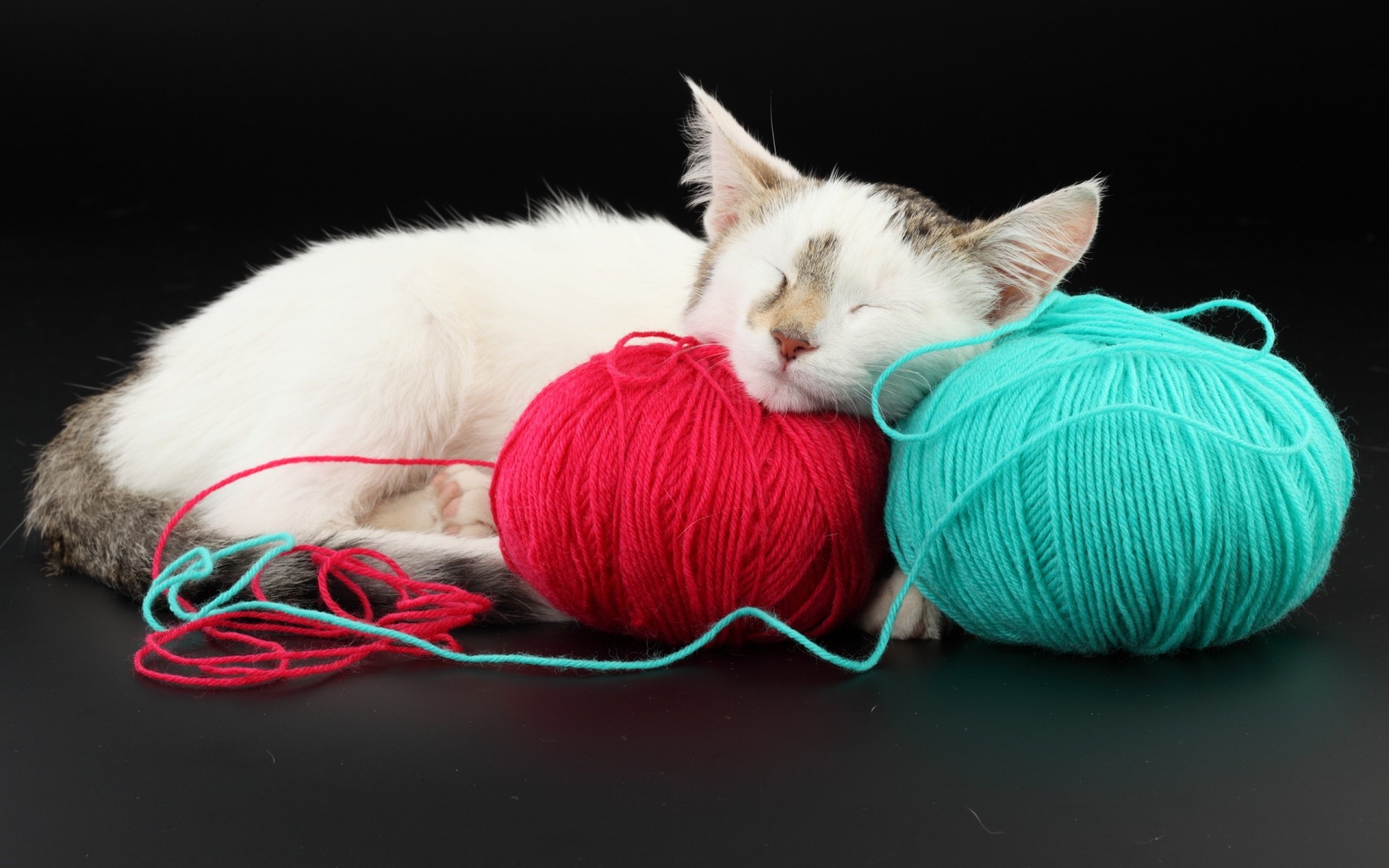 gato fio animal de estimação bola lã bonito para baixo animal gato algodão animais