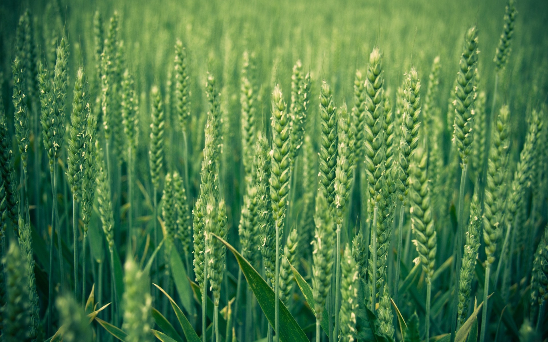 plantas cereales pasto trigo agricultura rural cosecha granja crecimiento campo maíz verano flora campo comida naturaleza al aire libre pan centeno crecer