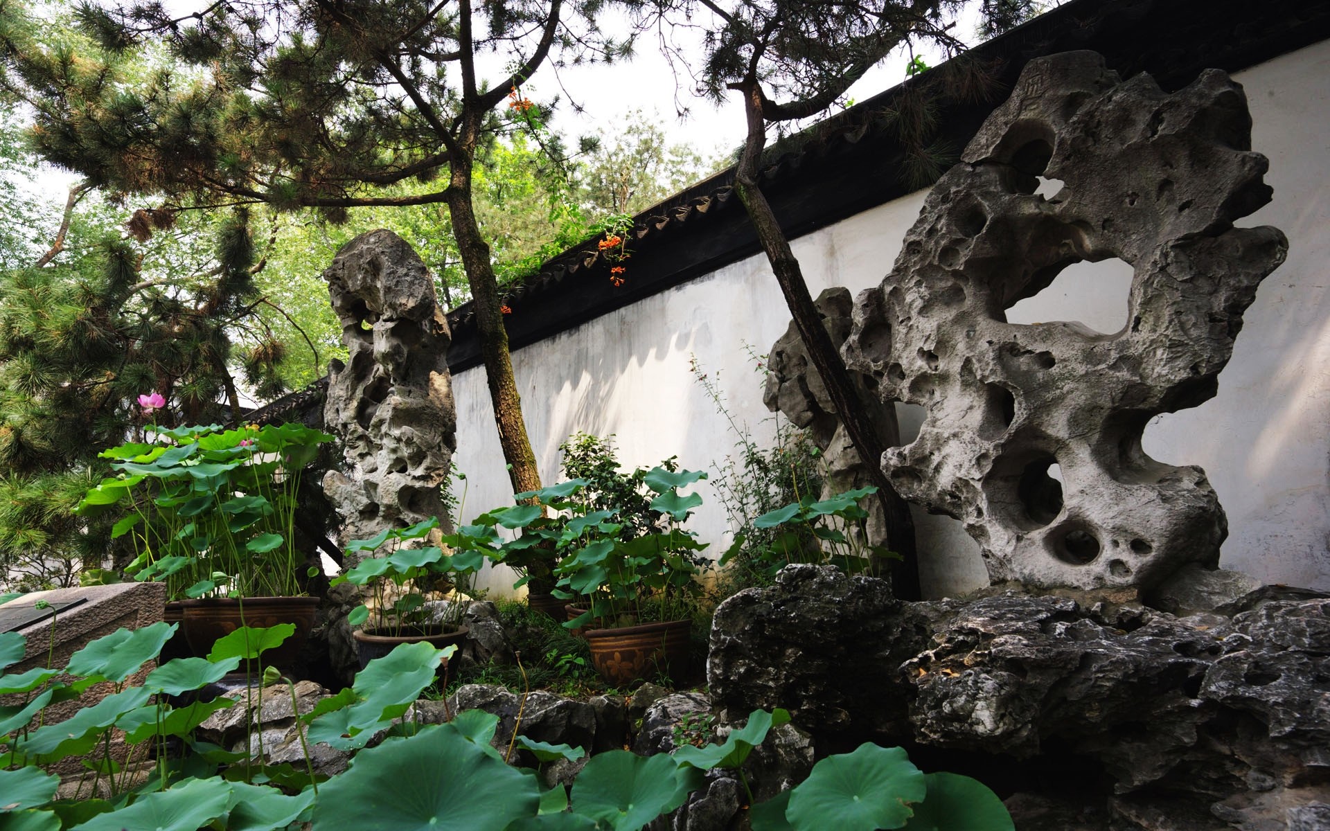 cina legno natura foglia di albero di pietra esterna paesaggio di viaggio ambiente di acqua