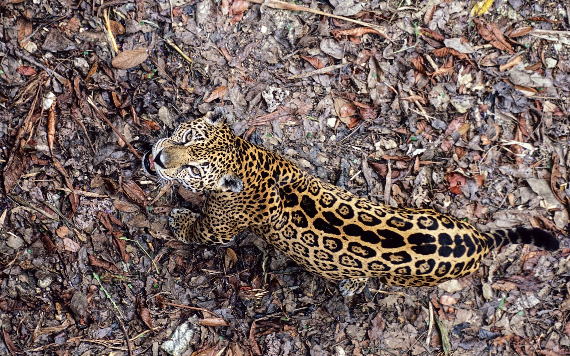 zwierzęta natura dzika przyroda dziki na zewnątrz wzór ssak lampart