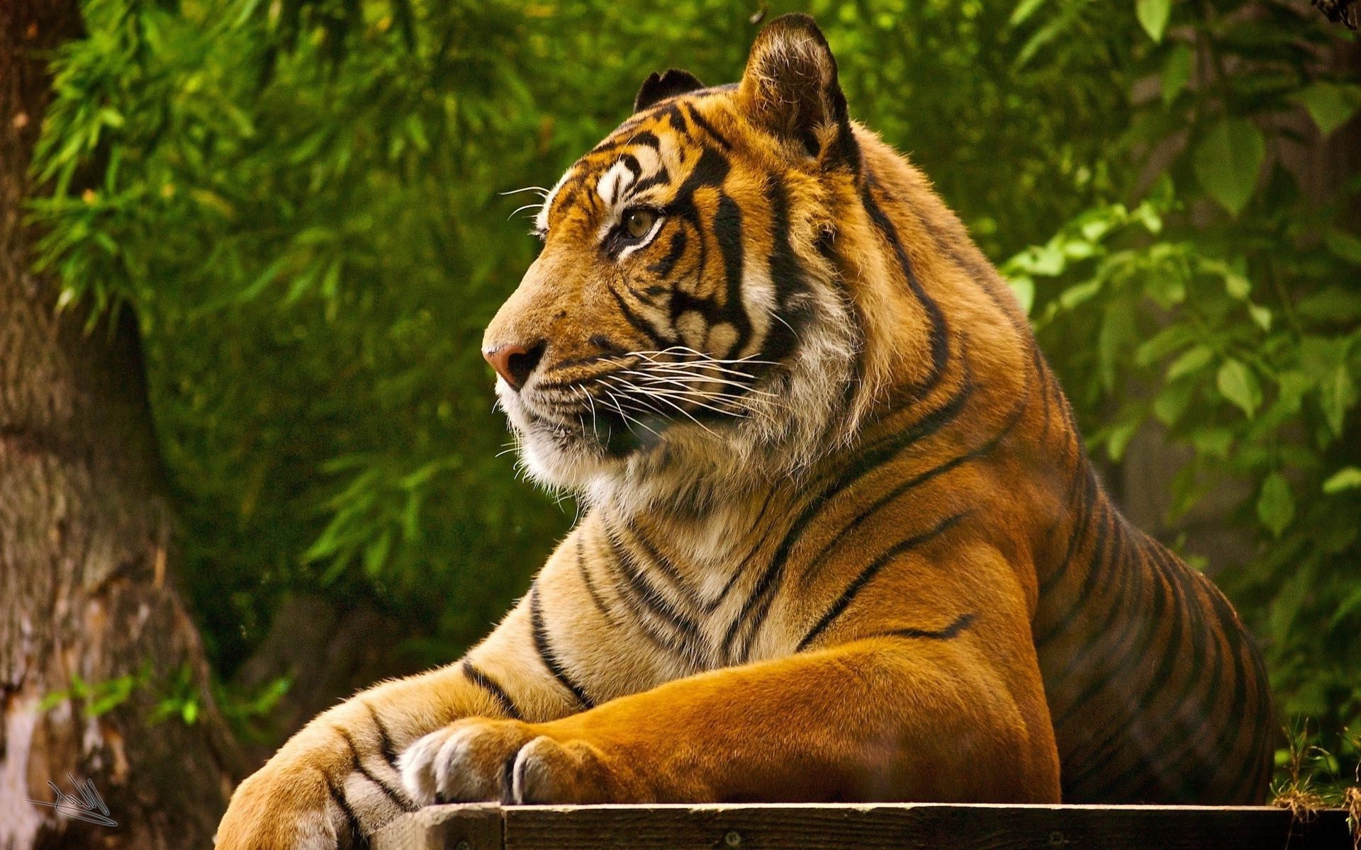 tigres tigre gato selva vida selvagem predador grande caçador mamífero perigo comedor de carne animal selvagem safari natureza jardim zoológico caça pele retrato zangado cabeça