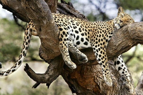 Leopardo durmiendo en un árbol seco