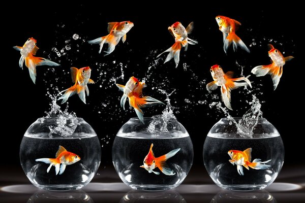 Photoshop into action. Beautiful fish